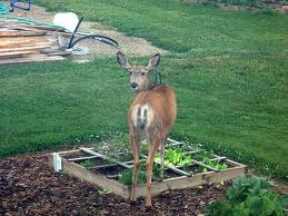 Keeping Deer Out Of The Garden Preparedness Advicepreparedness