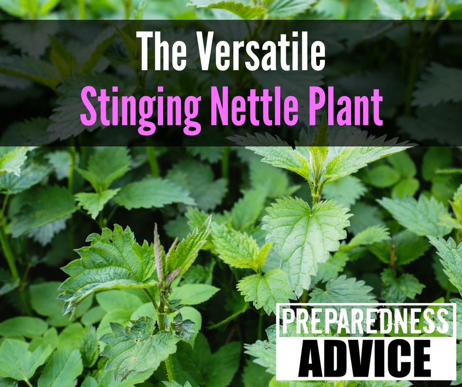 The Versatile Stinging Nettle Plant - Preparedness AdvicePreparedness ...