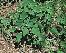 lambs quarter