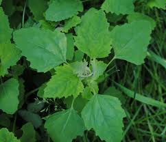 lambs quarters