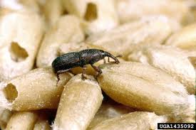 weevil on grain