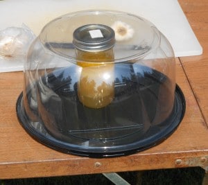 An old cake cover being used to melt butter and honey