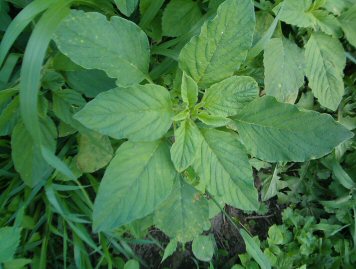 Wild Amaranth