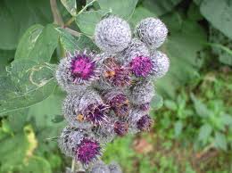 burdock flowers