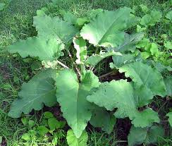 burdock leaves