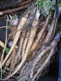 burdock roots