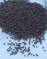 wild mustard seed