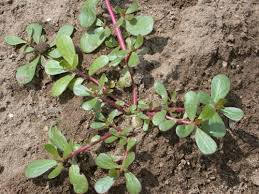 purslane