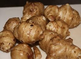 Jerusalem artichoke