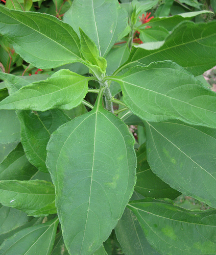 Jerusalem artichoke