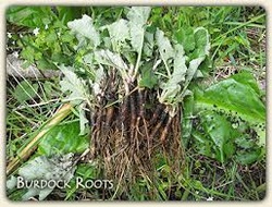 edible wild plants