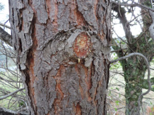 Here you can see resin from where a small limb was cut off.  You will often find resin at spots where the tree has been injured.  Resin can burn well.