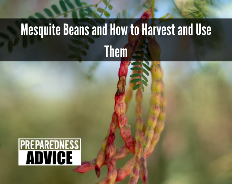 mesquite-tree-seed-pods-pics4learning