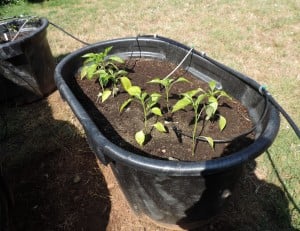 raised beds