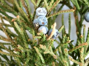 Juniper berries