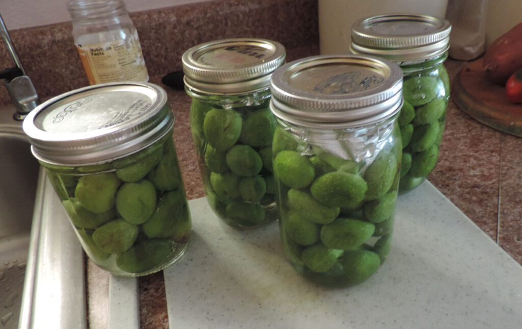 Olives are Easy to Preserve in Salt Brine