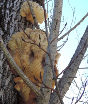 cottonwood trees