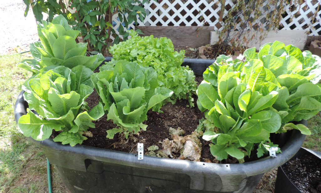 Some Advantages of Raised Bed Gardening
