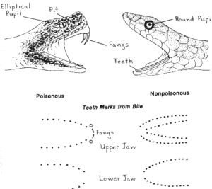 poisonous snakes