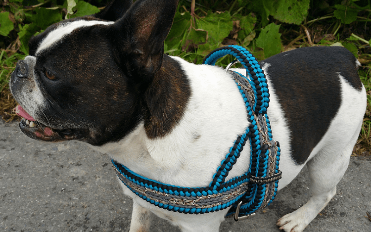 Dog Harness