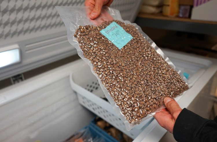 coffee beans in deep freezer