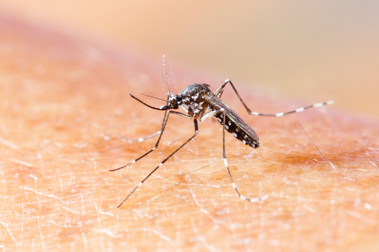 Close up Close up aedes albopictus mosquito