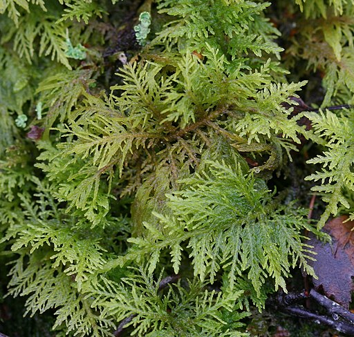 Types of Edible Moss: What Can You Eat To Survive an Emergency ...